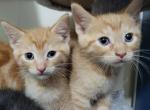 Brothers - Domestic Kitten For Sale - 