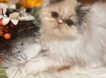 Sugarfaces - Persian Kitten For Sale - Sellersburg, IN, US