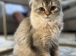 Fluffy - British Shorthair Kitten For Sale - 