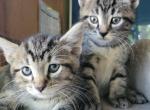 Two brothers - Domestic Kitten For Sale - 