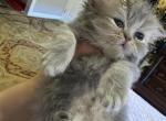 Nashville - Persian Kitten For Sale - Fort Worth, TX, US