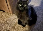 Elvira - Domestic Kitten For Adoption - Louisville, KY, US