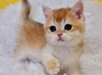 Kiapa - British Shorthair Kitten For Sale - 