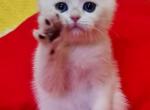 Keks - British Shorthair Kitten For Sale - 