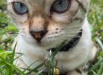 Bengal kittens - Bengal Kitten For Sale - Buffalo Grove, IL, US