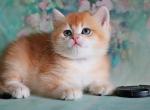 Ignatius - British Shorthair Kitten For Sale - Brooklyn, NY, US