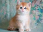 Irwin - British Shorthair Kitten For Sale - 