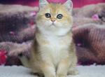 Simba - British Shorthair Kitten For Sale - 