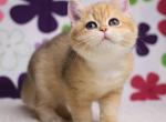 Raffaelka - British Shorthair Kitten For Sale - Brooklyn, NY, US