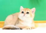 Cherry - British Shorthair Kitten For Sale - Brooklyn, NY, US