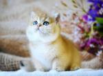 Lord - British Shorthair Kitten For Sale - Brooklyn, NY, US