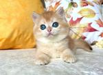 Viola - British Shorthair Kitten For Sale - Brooklyn, NY, US