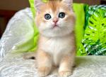 Conor - British Shorthair Kitten For Sale - Brooklyn, NY, US