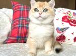 Qassem - British Shorthair Kitten For Sale - Brooklyn, NY, US