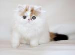 Nancy Allen - Persian Kitten For Sale - Brooklyn, NY, US