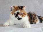 Natalie Portman - Persian Kitten For Sale - Brooklyn, NY, US