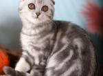 Jordan - Scottish Fold Kitten For Sale - 