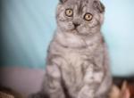 Iron - Scottish Fold Kitten For Sale - Brooklyn, NY, US