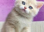 Dana - British Shorthair Kitten For Sale - Brooklyn, NY, US