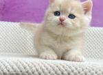 Eddy - British Shorthair Kitten For Sale - Brooklyn, NY, US