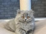 Kamma - British Shorthair Kitten For Sale - Brooklyn, NY, US