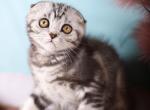 Helga - Scottish Fold Kitten For Sale - 