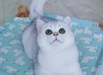 BRInss12 - British Shorthair Kitten For Sale - Buffalo, NY, US