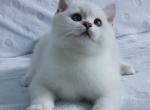 BRIns - British Shorthair Kitten For Sale - Buffalo, NY, US