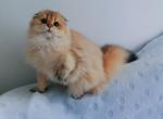 Sflny 11 - Scottish Fold Kitten For Sale - Buffalo, NY, US