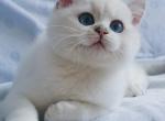 BRIns 123 - British Shorthair Kitten For Sale - Buffalo, NY, US