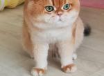 Megan - British Shorthair Cat For Sale - Buffalo, NY, US