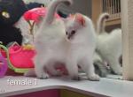 Scottish Straight Shorthair female pink collar - Scottish Straight Kitten For Sale - Parkland, FL, US