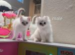 Scottish Straight kittens - Scottish Straight Kitten For Adoption - Parkland, FL, US