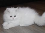 CFA White Male Persian Kitten - Persian Kitten For Sale - Stanton, MO, US