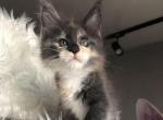 Penelope Rinard Pride - Maine Coon Kitten For Sale - Zhytomyr, Zhytomyr Oblast, UA