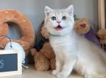 Kim blue golden - British Shorthair Kitten For Sale - Fontana, CA, US