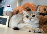 Ny25 - British Shorthair Kitten For Sale - 