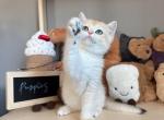 Kia NY12 - British Shorthair Kitten For Sale - Fontana, CA, US