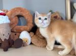 Amber NY12 - British Shorthair Kitten For Sale - Fontana, CA, US