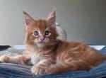 Garret - Maine Coon Kitten For Sale - Miami, FL, US