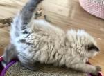 Gorgeous Persian Himalayan Ragdoll Kittens - Ragamuffin Kitten For Sale - Ojai, CA, US