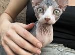 Baby with stripes - Sphynx Kitten For Sale - Temecula, CA, US