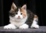 Karelia - Maine Coon Kitten For Sale - Virginia Beach, VA, US