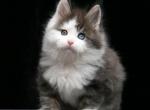 Luis - Maine Coon Kitten For Sale - Virginia Beach, VA, US