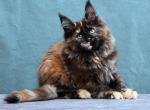 Fiffa - Maine Coon Kitten For Sale - Virginia Beach, VA, US