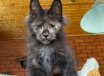 Aiden - Maine Coon Kitten For Sale - Hollywood, FL, US