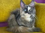 Beatrice - Maine Coon Kitten For Sale - 