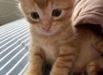 Mango - Domestic Kitten For Sale - 