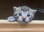 Milo - Domestic Kitten For Sale - 