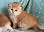 British Shorthair Golden male - British Shorthair Kitten For Sale - 